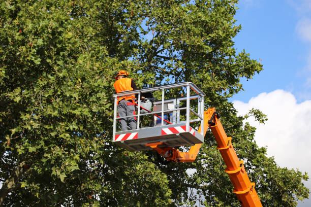 Best Leaf Removal  in Fairmont, MN